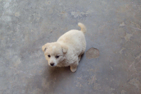狗狗该当怎样练习