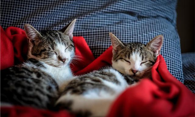 猫咪有洁癖，猫窝必定要干洁哦！