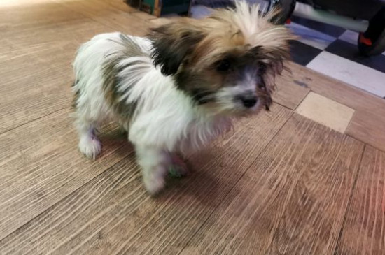 部分狗粮创造历程，自治犬粮配方及教程