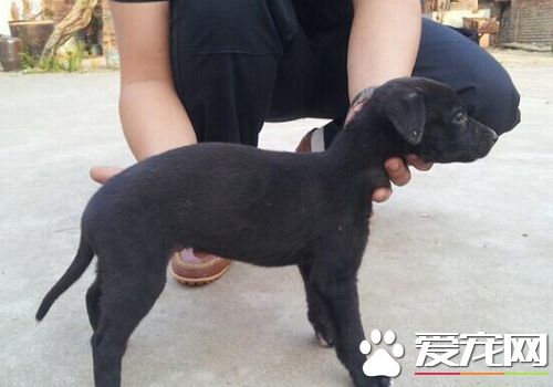 怎么样熟习灵缇幼犬 熟习灵缇必定要有耐性