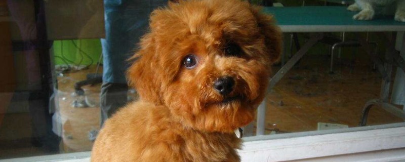 犬渺小病毒的调节方式