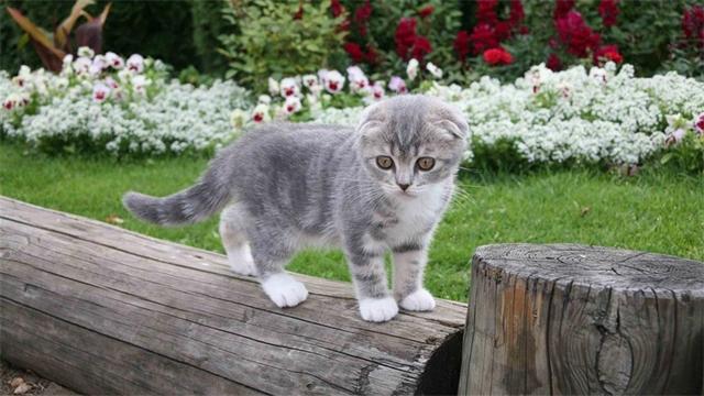 猫咪有洁癖，猫窝必定要干洁哦！