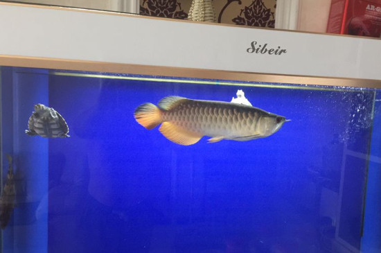 鱼缸卵白虫怎样扫除，赶快取消卵白虫的方式