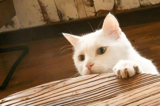 猫成天吃几，猫天天吃几猫粮