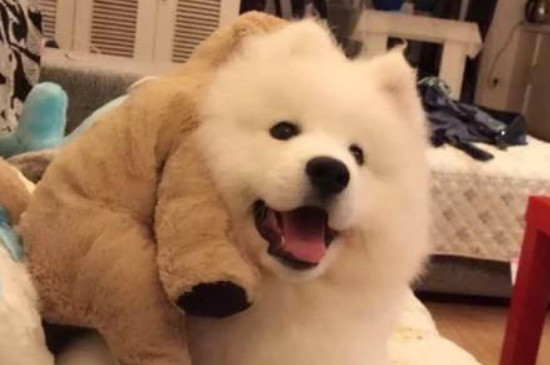 萨摩耶犬掉毛水平