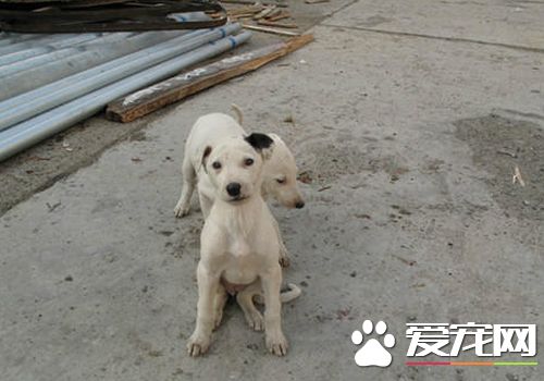 怎么样熟习灵缇幼犬 熟习灵缇必定要有耐性