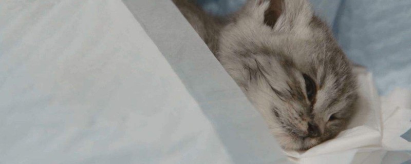 猫的苦闷症的10个先兆