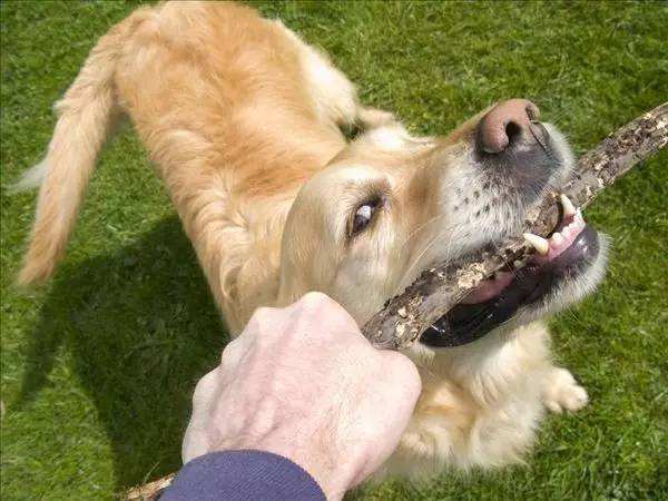 二只爱犬把男主人活生生咬死 真是令民心寒