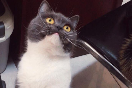 猫粮没了吃什么救急，用什么不妨暂时干猫粮