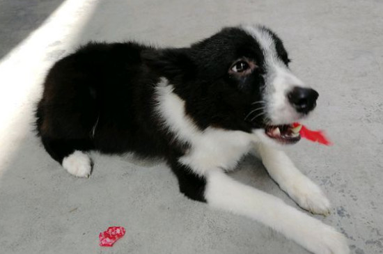 边疆牧羊犬怎么样练习