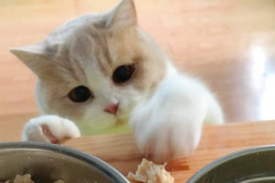 猫成天吃几，猫天天吃几猫粮