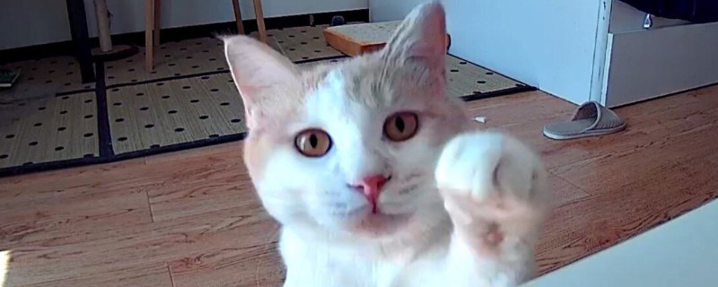 猫在家里找不到了怎样办，诱导猫咪出来的方式