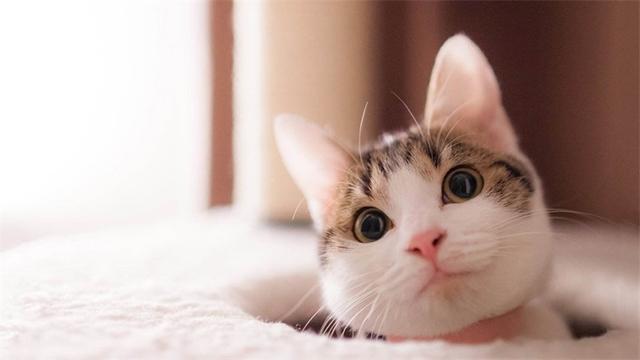 猫咪有洁癖，猫窝必定要干洁哦！