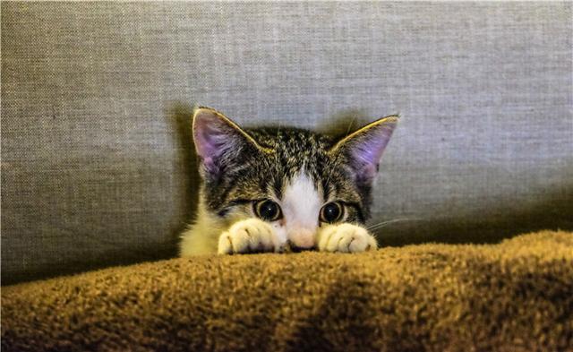 猫咪有洁癖，猫窝必定要干洁哦！