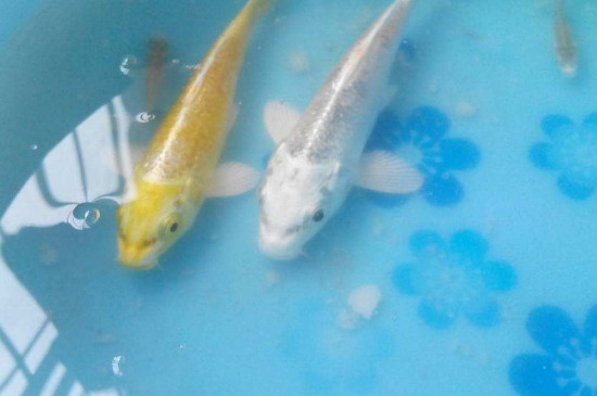 鱼怎样分公母，分别鱼牝牡的方式