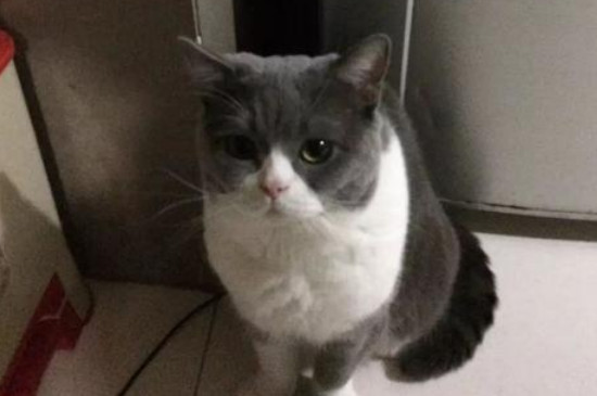 黄昏要没有要搁猫粮，猫夜半须要用饭吗