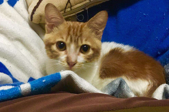 黄昏要没有要搁猫粮，猫夜半须要用饭吗