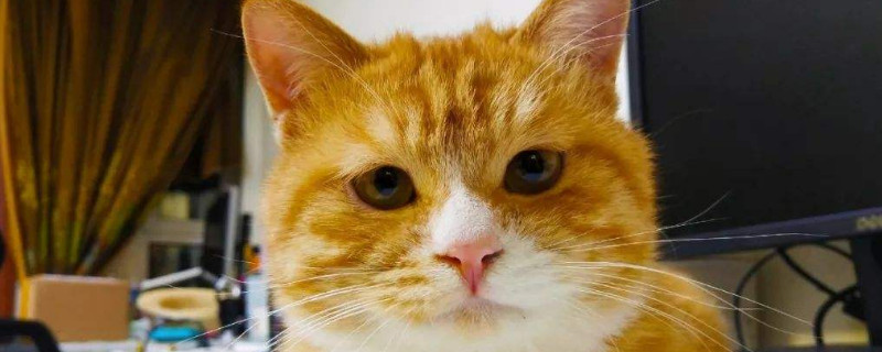 猫粮没了吃什么救急，用什么不妨暂时干猫粮