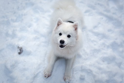 阿拉斯加雪橇犬喂米饭它能吃吗？