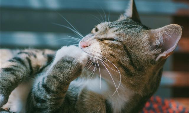 猫咪有洁癖，猫窝必定要干洁哦！