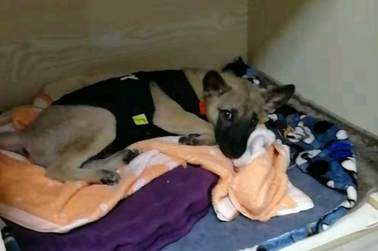 部分狗粮创造历程，自治犬粮配方及教程