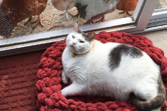 猫在家里找不到了怎样办，诱导猫咪出来的方式