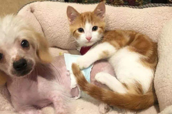 猫在家里找不到了怎样办，诱导猫咪出来的方式