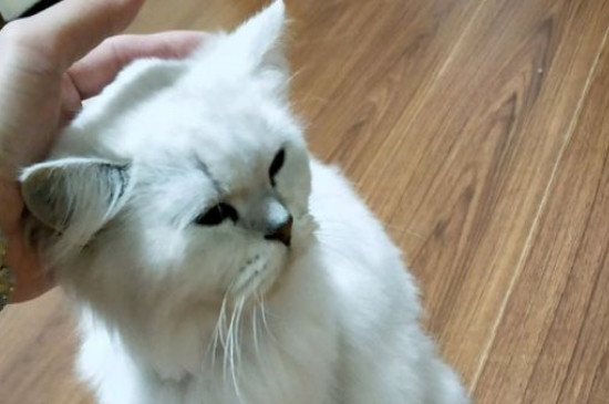颗粒搞猫粮怎样自治，自治颗粒猫粮简略方式