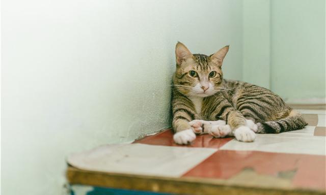 猫咪有洁癖，猫窝必定要干洁哦！