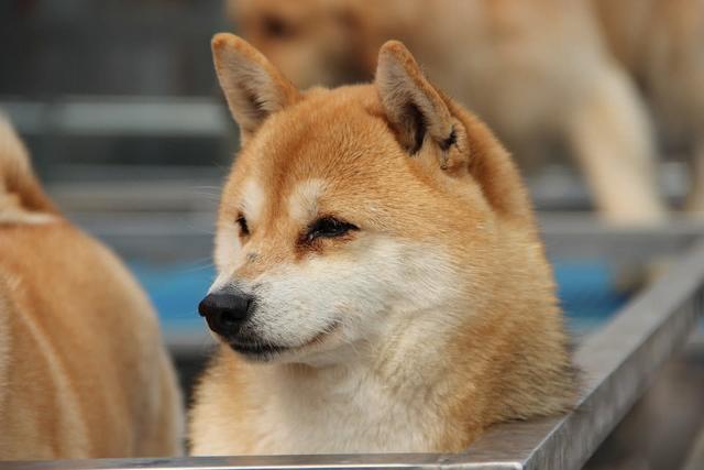柴犬的这些缺陷，假如你不行接收的话，最佳仍旧别养！