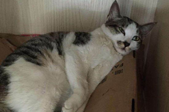 土猫有需要吃猫粮吗