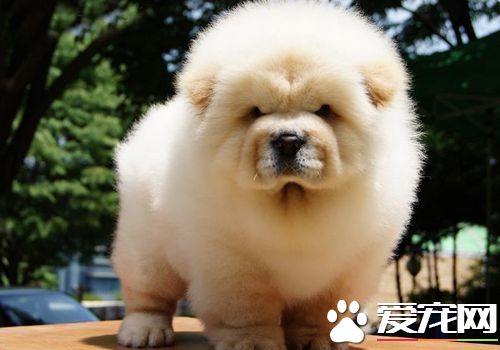 松狮犬怎样样练习 须要依据松狮犬的个性举行练习