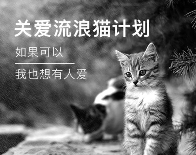 因为讨吃举措心爱到无法中断，这只猫末尾吃成25磅的肥纸……
