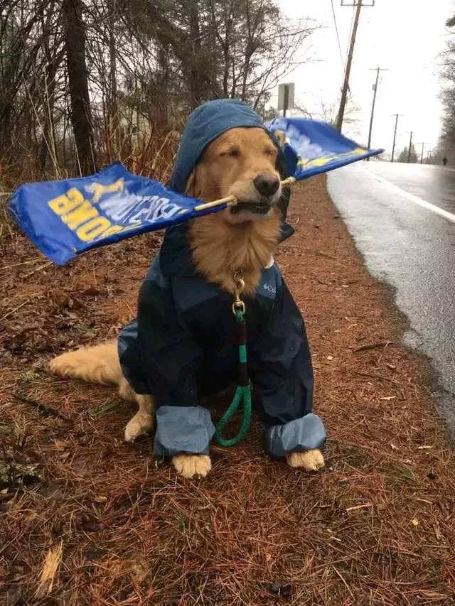 狗狗冒雨为马拉松选手帮威 这个绘面果然是太暖心了