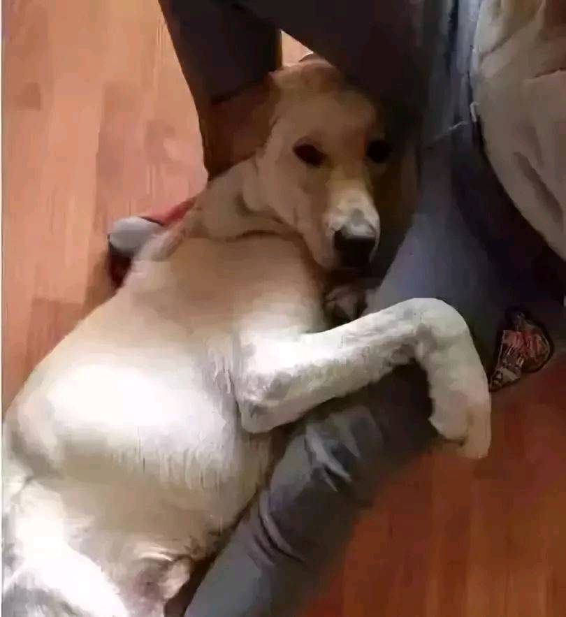你了解你的狗子为了出去玩 有多拼吗？