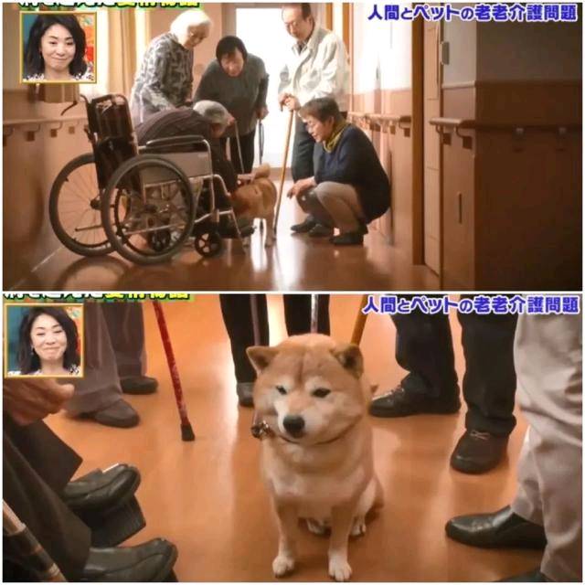 狗狗和主人都换上了暮年呆板 多年后的沉逢 还会认识相互吗？