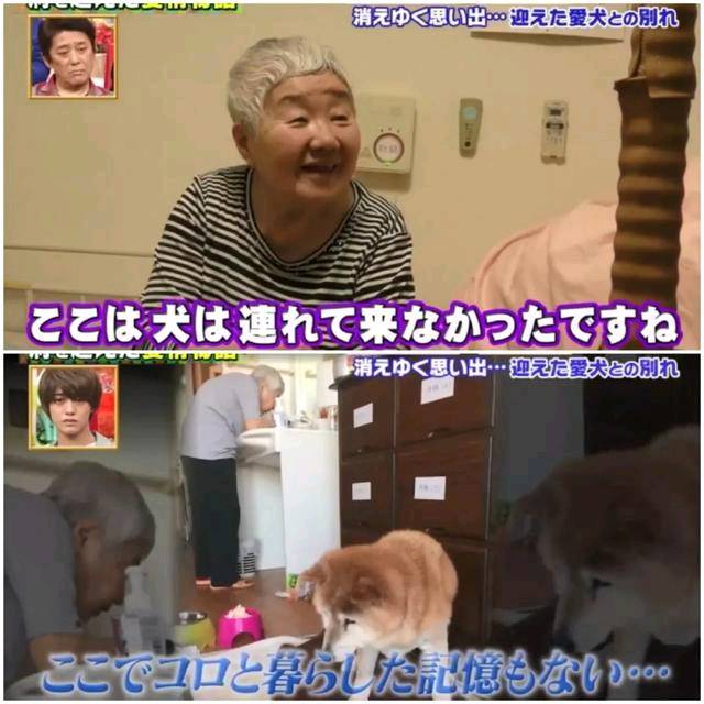 狗狗和主人都换上了暮年呆板 多年后的沉逢 还会认识相互吗？