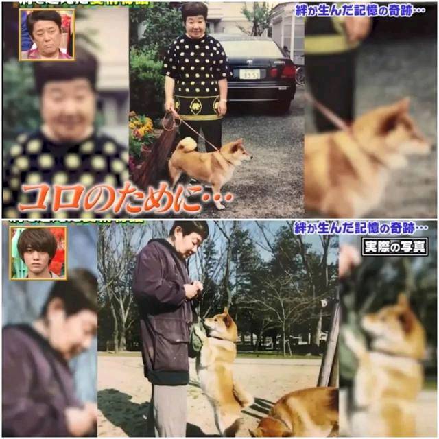 狗狗和主人都换上了暮年呆板 多年后的沉逢 还会认识相互吗？