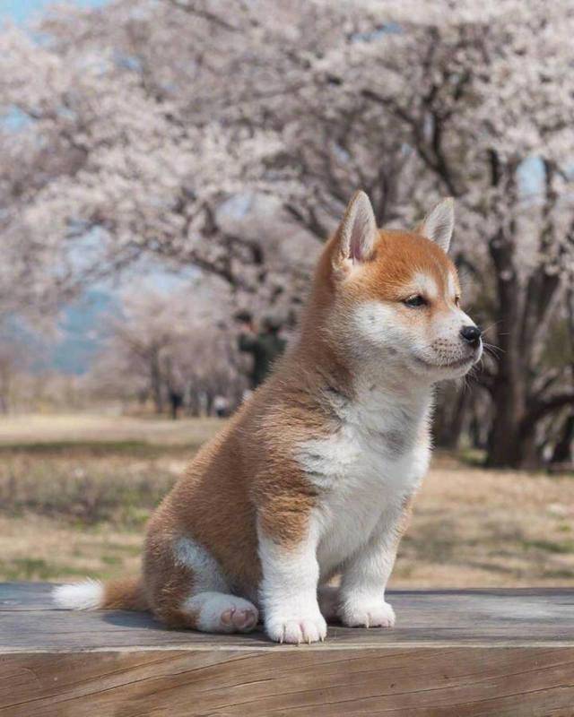 除了贵 柴犬还有这5大缺点 瞅完你还想养吗？