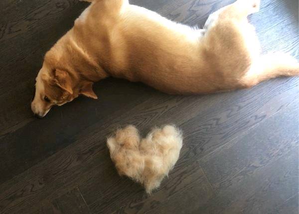 除了贵 柴犬还有这5大缺点 瞅完你还想养吗？
