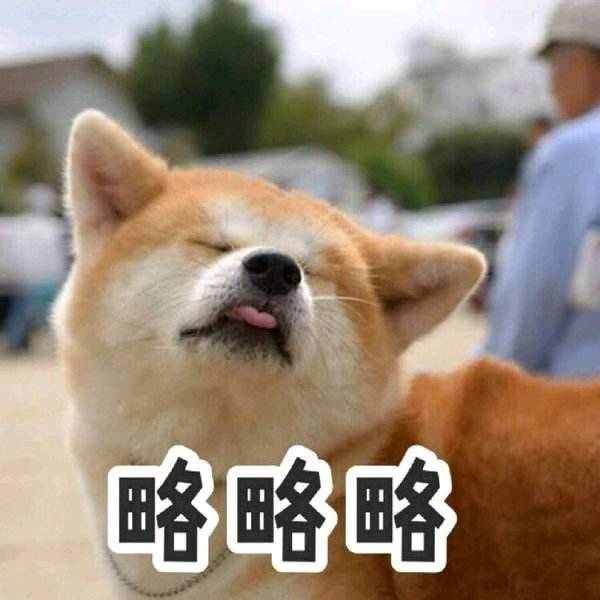 除了贵 柴犬还有这5大缺点 瞅完你还想养吗？