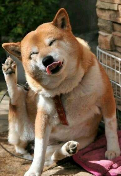除了贵 柴犬还有这5大缺点 瞅完你还想养吗？
