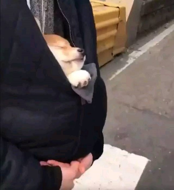 摊上一个没有回家的狗子，你能有什么措施！