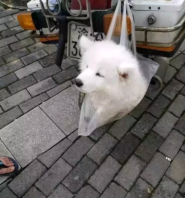 摊上一个没有回家的狗子，你能有什么措施！
