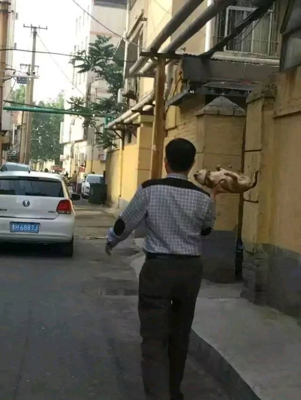 摊上一个没有回家的狗子，你能有什么措施！