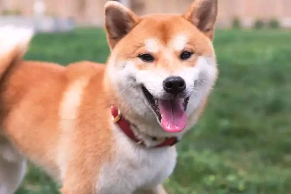 摊上一个没有回家的狗子，你能有什么措施！