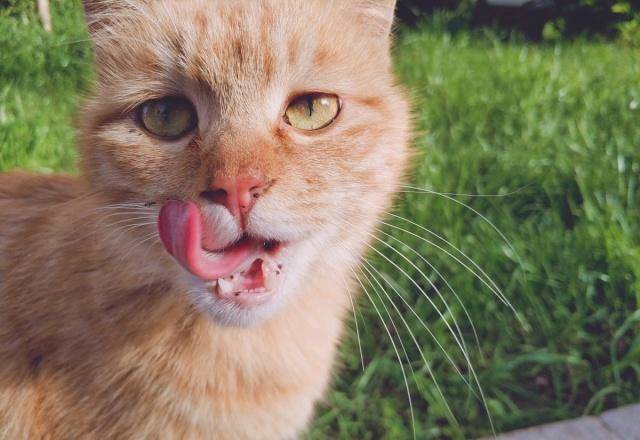 豢养流降猫时 会没有会被咬呢？本来你瞅过它们用饭便了解了