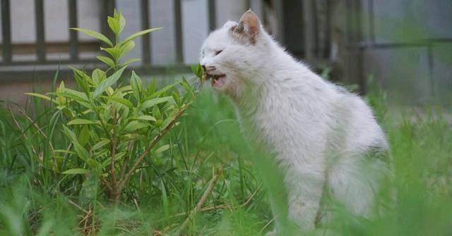 豢养流降猫时 会没有会被咬呢？本来你瞅过它们用饭便了解了