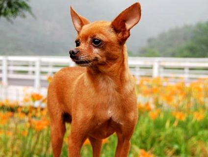怎么样训练小鹿犬打猎呢？(图1)