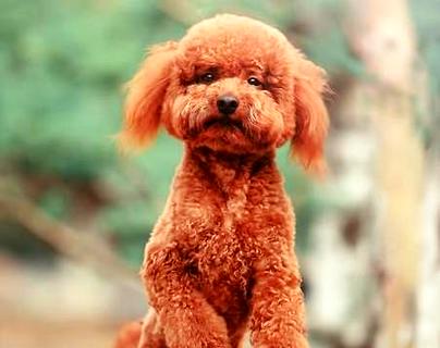 详细讲解训练爱犬坐立的四个方法(图1)